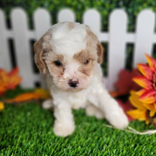 Cavapoo Puppy Sarah
