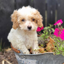 Cavapoo Puppy Sarah