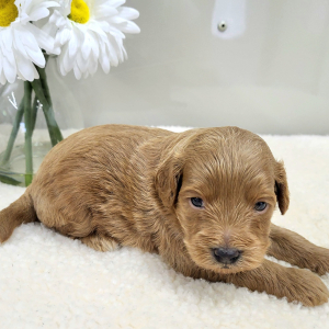 Goldendoodle Puppy Pablo