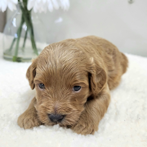 Goldendoodle Puppy Pablo