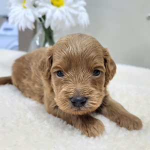 Goldendoodle Puppy Pablo