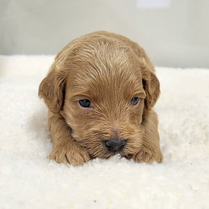 Goldendoodle Puppy Pablo