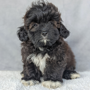 Peekapoo Puppy Henry
