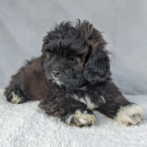 Peekapoo Puppy Henry
