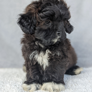 Peekapoo Puppy Henry