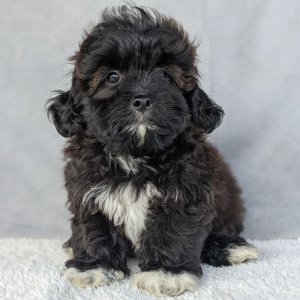 Peekapoo Puppy Henry