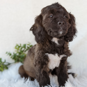 Peekapoo Puppy Henry