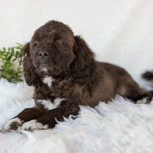 Peekapoo Puppy Henry