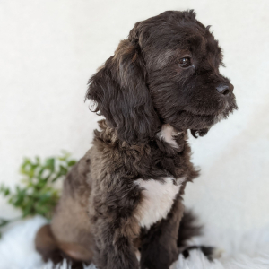 Peekapoo Puppy Henry