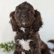 Peekapoo Puppy Henry