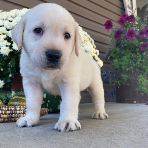 Labrador Retriever Puppy Spencer