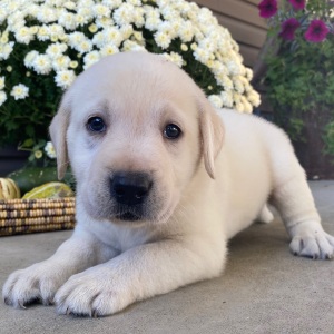 Labrador Retriever Puppy Spencer
