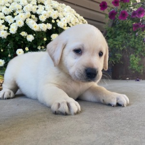 Labrador Retriever Puppy Spencer