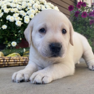 Labrador Retriever Puppy Spencer