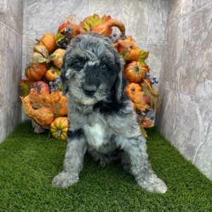 Poodle Puppy Bam