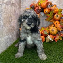 Poodle Puppy Bam