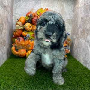 Poodle Puppy Bam