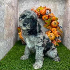 Poodle Puppy Bam
