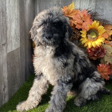 Poodle Puppy Bam