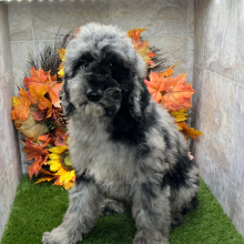 Poodle Puppy Bam