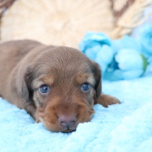 Dachshund Puppy Dandy