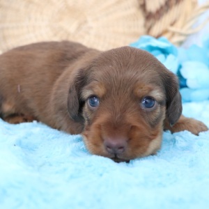 Dachshund Puppy Dandy