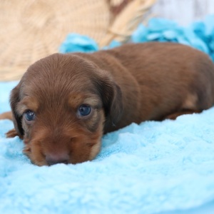 Dachshund Puppy Dandy