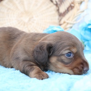 Dachshund Puppy Dandy