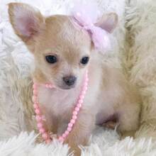 Chihuahua Puppy Lil' Missy