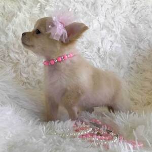 Chihuahua Puppy Lil' Missy