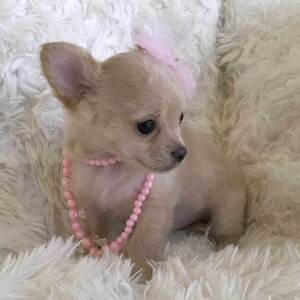 Chihuahua Puppy Lil' Missy