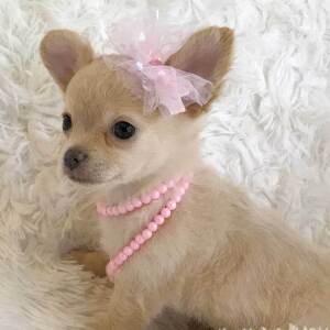 Chihuahua Puppy Lil' Missy