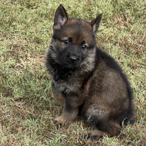 German Shepherd Dog Puppy Britta