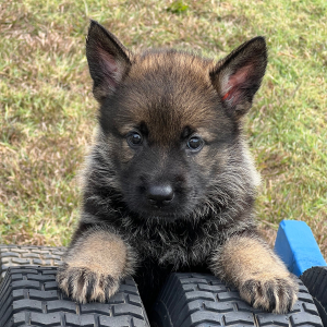 German Shepherd Dog Puppy Britta