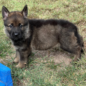 German Shepherd Dog Puppy Britta