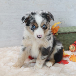 Australian Shepherd Puppy Dreamer