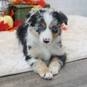 Australian Shepherd Puppy Dreamer