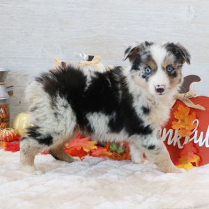 Australian Shepherd Puppy Dreamer