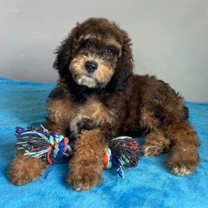 Poodle Puppy Shepherd