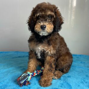 Poodle Puppy Shepherd