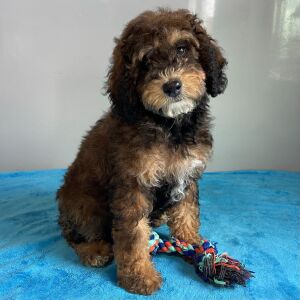 Poodle Puppy Shepherd