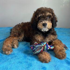 Poodle Puppy Shepherd