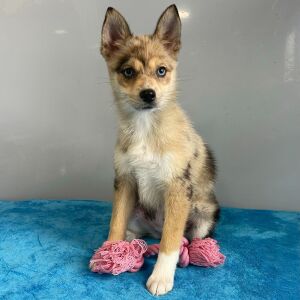 Pomsky Puppy Quinta