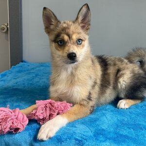 Pomsky Puppy Quinta