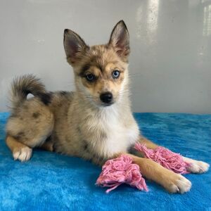 Pomsky Puppy Quinta