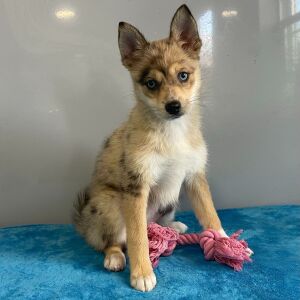 Pomsky Puppy Quinta