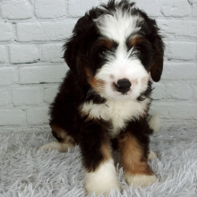 Bernedoodle Puppy Clover