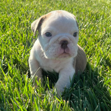 Bulldog Puppy Ridge