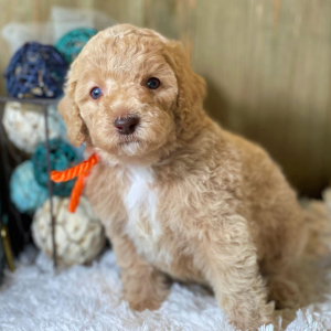 Labradoodle Puppy Luna