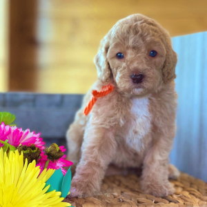 Labradoodle Puppy Luna